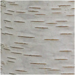 bark
