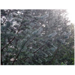 drops_in_mist