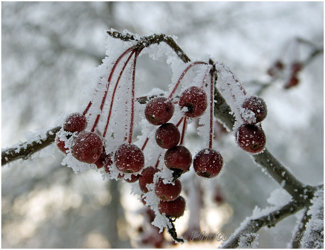 iced_up_cluster