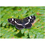 butterfly_at_wet_leafs