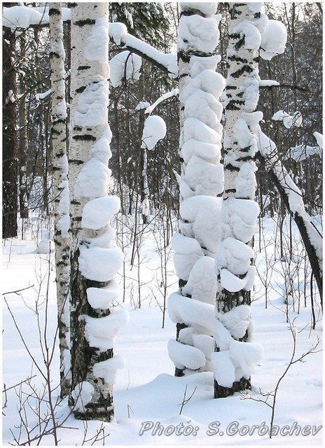 snow-covered_trunks