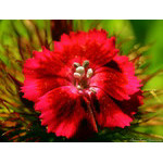 carnation_red