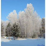 fresh_snow_trees_(March)
