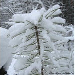 snow_cedar_pine_Jr