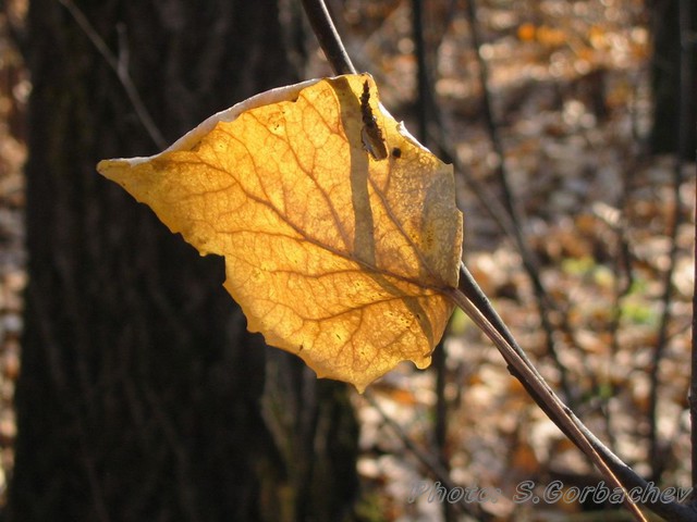 leaf&sun