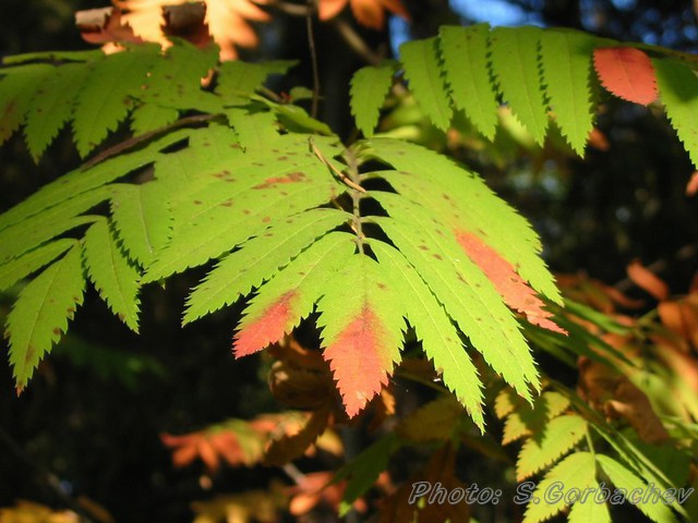 red-spotted_leaf