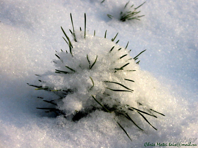 hedgehog_in_snow