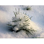 hedgehog_in_snow