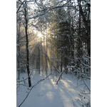 rays_of_light_in_land_of_snow