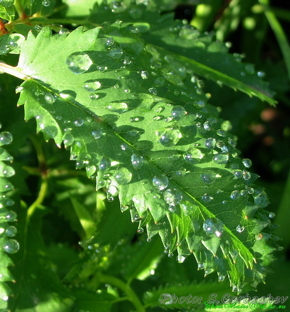 leaf_and_drops