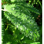 leaf_and_drops