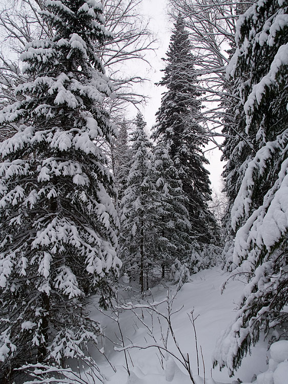 Belokur_Nature_035.jpg