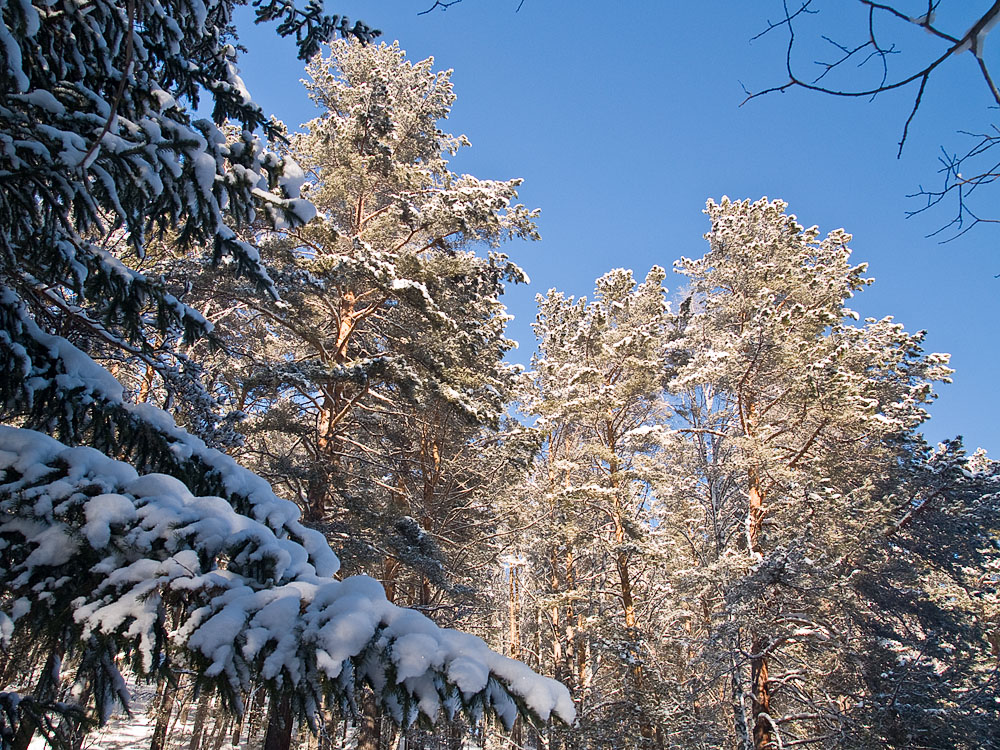 Belokur_Nature_114.jpg