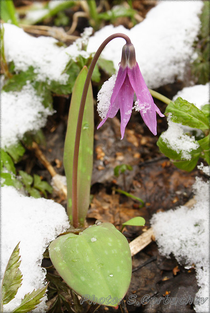 flowering_and_snow