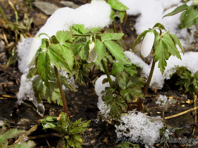 snow-covered_snowdrops