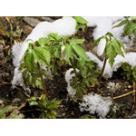 snow-covered_snowdrops