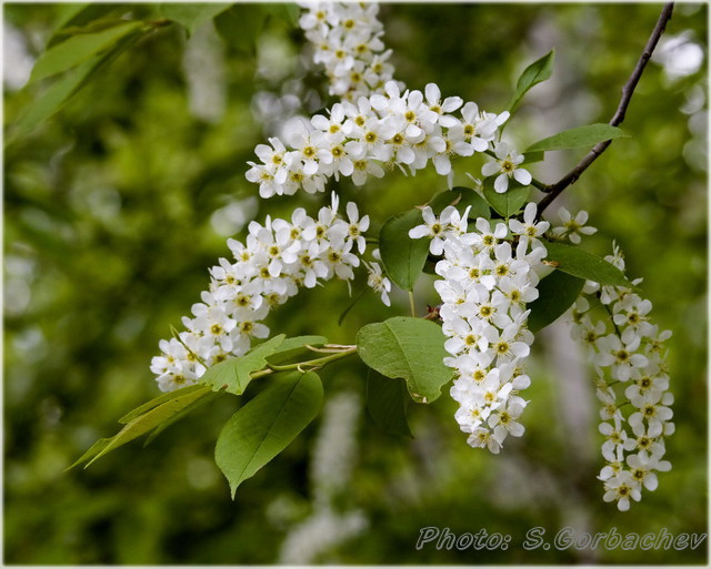 flowering_twig