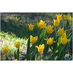 tulips_an_sun_rays