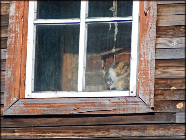 window_with_cat
