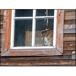 window_with_cat