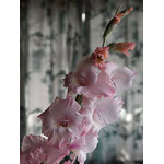 flowers_078.jpg