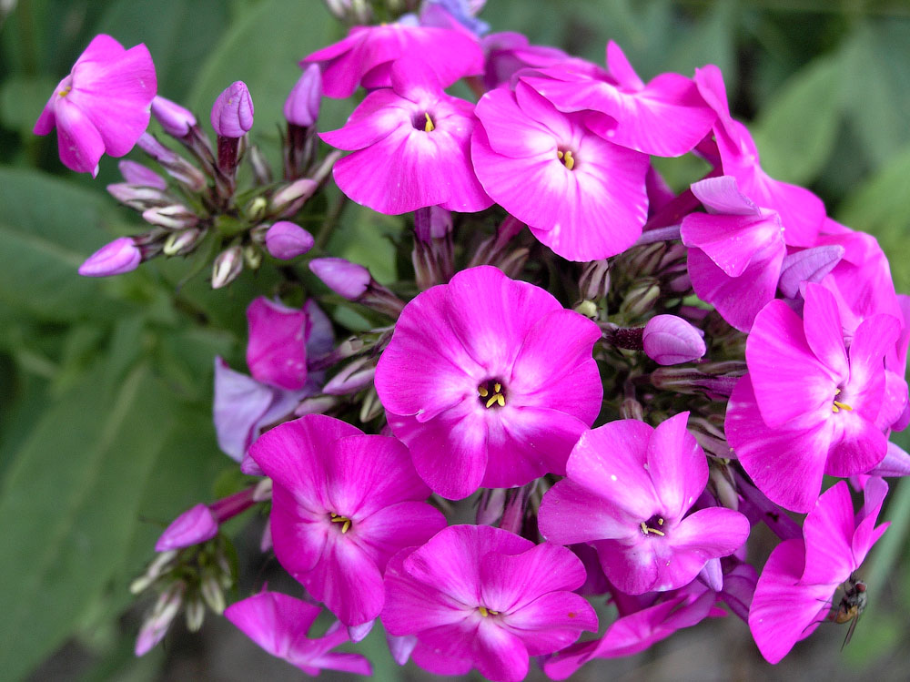 flowers_093.jpg