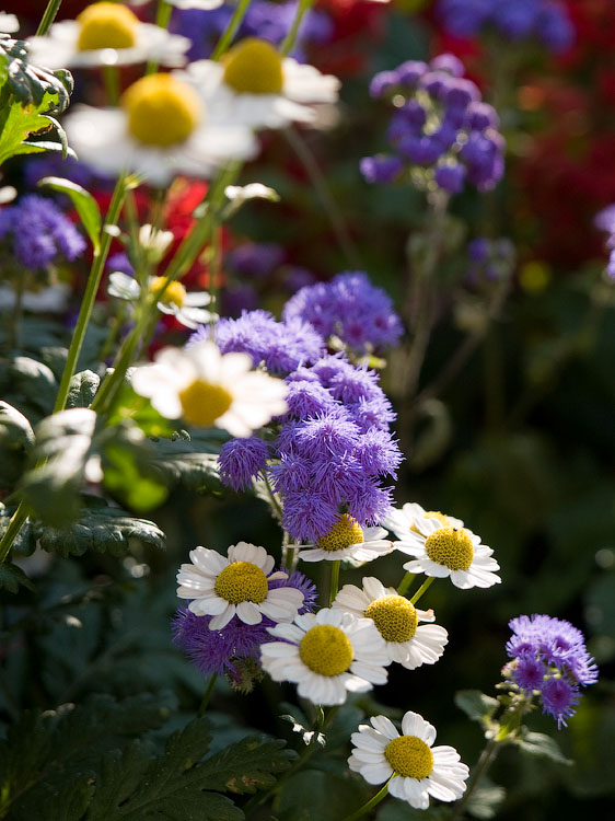 flowers_096.jpg